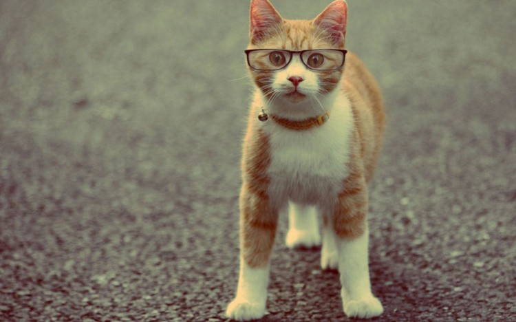 cat-wearing-glasses-wallpapers_37412_1920x1200