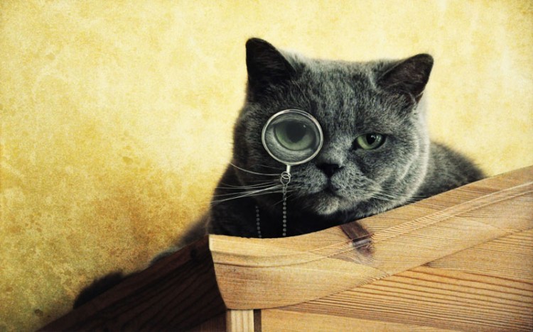 magnifying-glass-eye-black-fury-hipster-cats-animals-monochrome-1920x1200