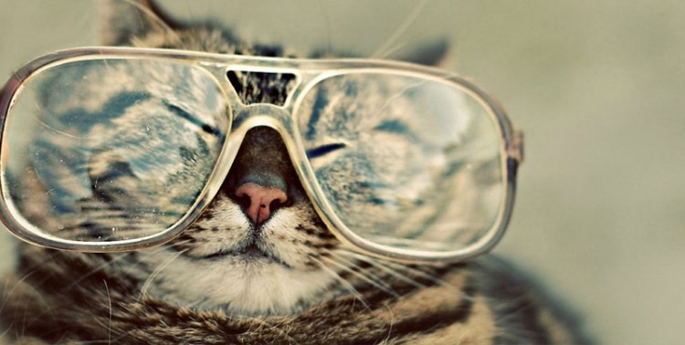 Nerd-glasses-cat-8-990x500