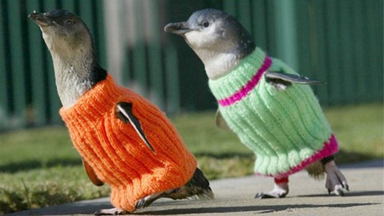 Knit A Sweater, Save A Penguin 6