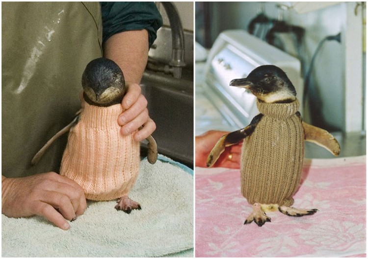 Knit A Sweater, Save A Penguin 7
