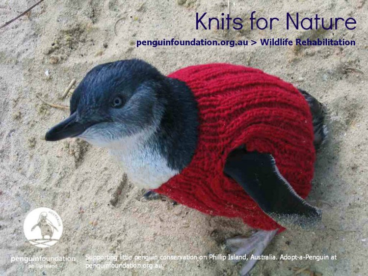 Knit A Sweater, Save A Penguin 10