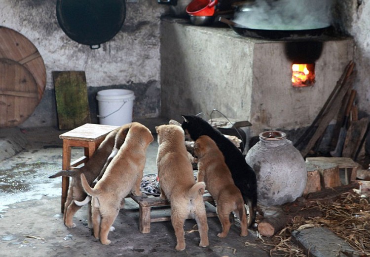 冬日裡的溫情一幕：廚師燃點火爐，小狗圍著取暖 1