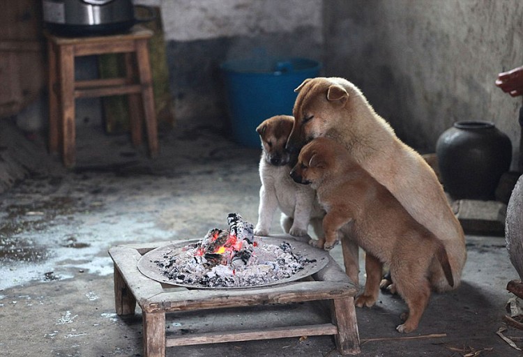 冬日裡的溫情一幕：廚師燃點火爐，小狗圍著取暖 2