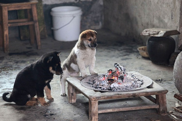 冬日裡的溫情一幕：廚師燃點火爐，小狗圍著取暖 4