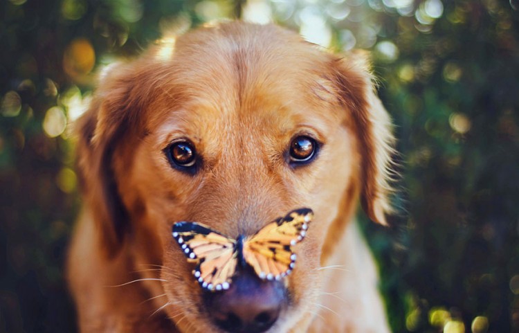 R.I.P Chuppy: These Adorable Photos Will Always Remind Us Of Chuppy The Golden Retriever 2