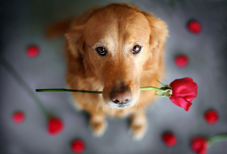 R.I.P Chuppy: These Adorable Photos Will Always Remind Us Of Chuppy The Golden Retriever 4