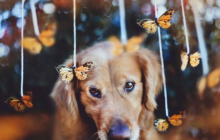 R.I.P Chuppy: These Adorable Photos Will Always Remind Us Of Chuppy The Golden Retriever 5
