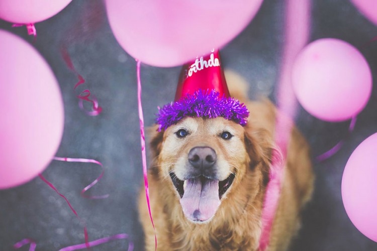 R.I.P Chuppy: These Adorable Photos Will Always Remind Us Of Chuppy The Golden Retriever 6