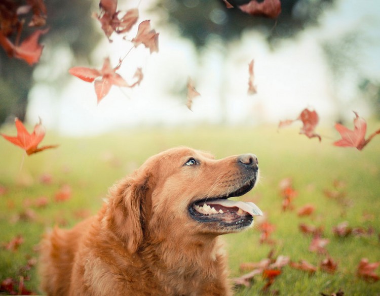 R.I.P Chuppy: These Adorable Photos Will Always Remind Us Of Chuppy The Golden Retriever 7