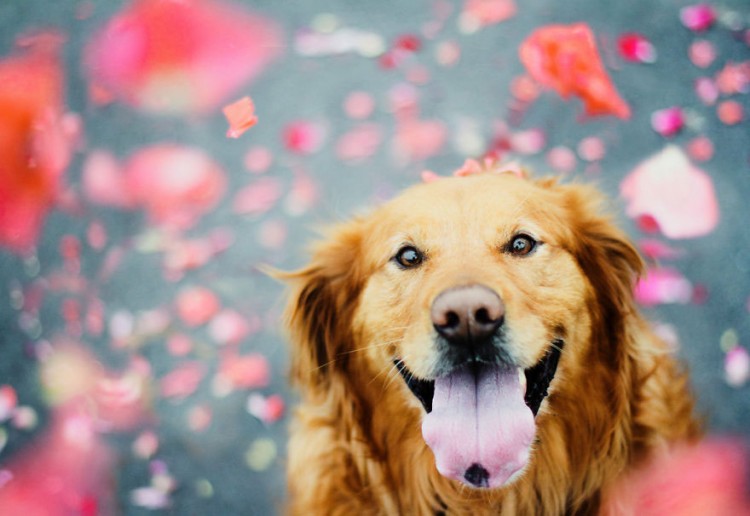 R.I.P Chuppy: These Adorable Photos Will Always Remind Us Of Chuppy The Golden Retriever 15
