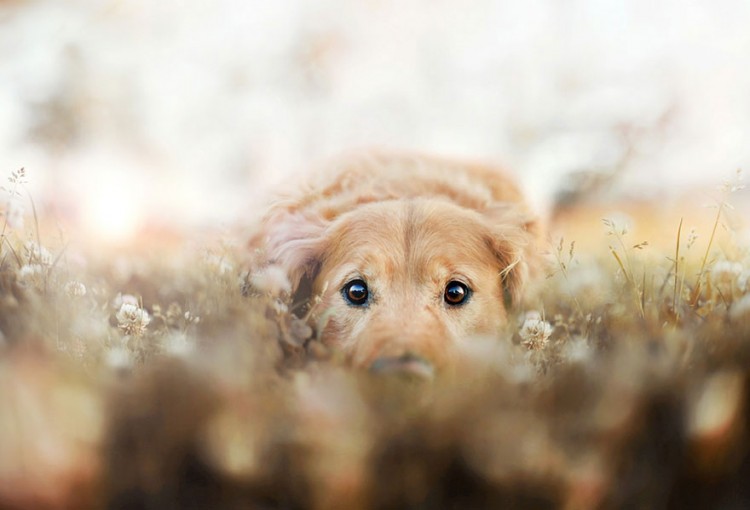 R.I.P Chuppy: These Adorable Photos Will Always Remind Us Of Chuppy The Golden Retriever 17
