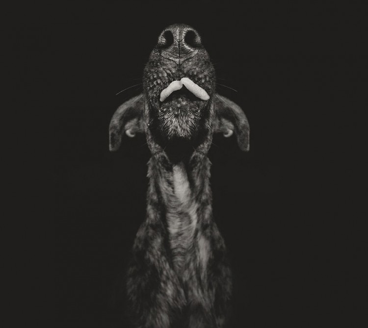 向擺拍say no！德國攝影師展現愛犬最真實的一面 9