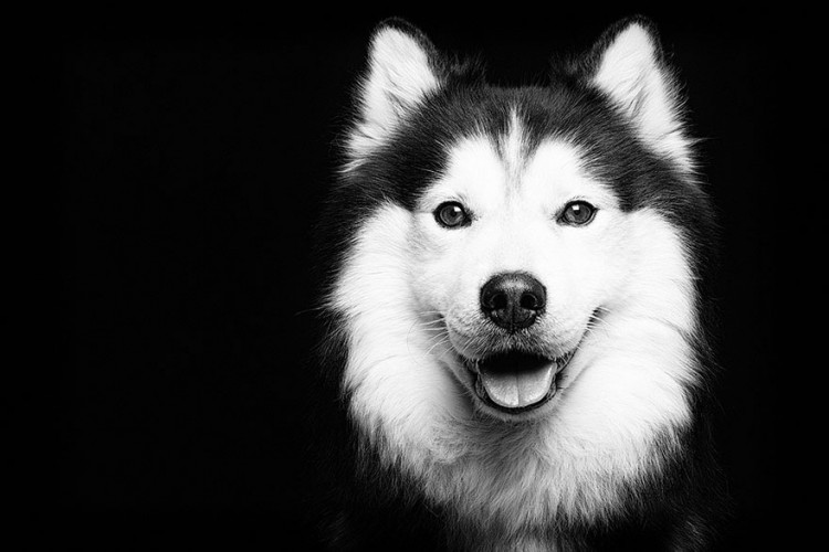 向擺拍say no！德國攝影師展現愛犬最真實的一面 11