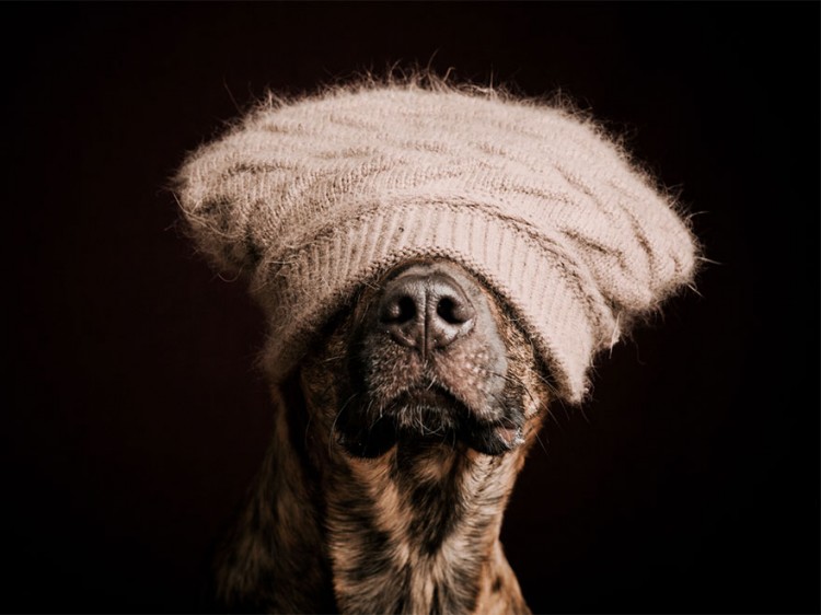 向擺拍say no！德國攝影師展現愛犬最真實的一面 12