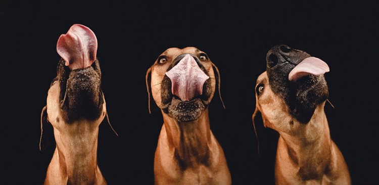 向擺拍say no！德國攝影師展現愛犬最真實的一面 21