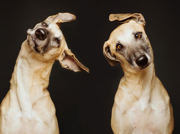 向擺拍say no！德國攝影師展現愛犬最真實的一面 24
