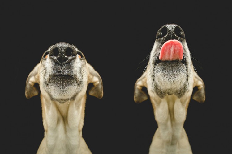 向擺拍say no！德國攝影師展現愛犬最真實的一面 26