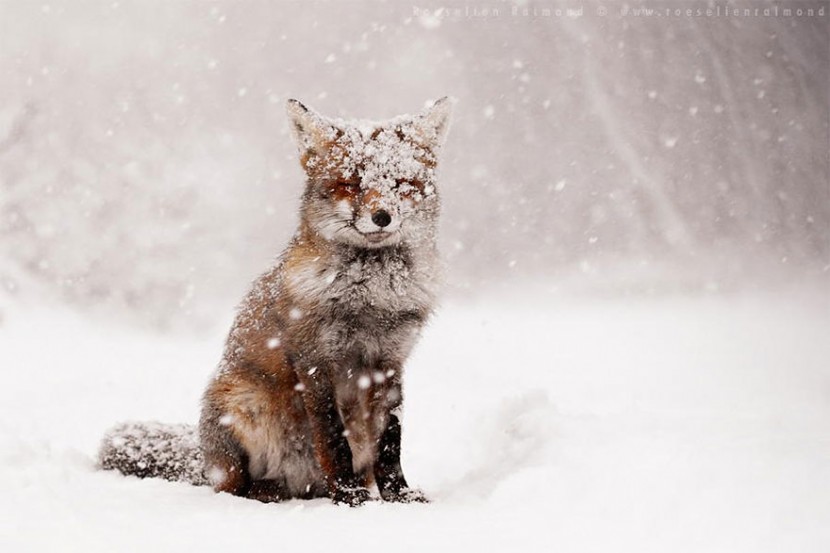 22 Photos Will Make You Fall In Love With Foxes  2