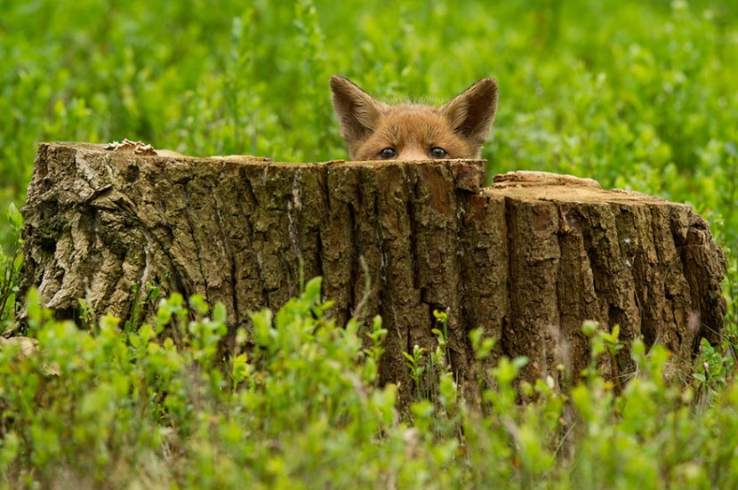 22 Photos Will Make You Fall In Love With Foxes  3