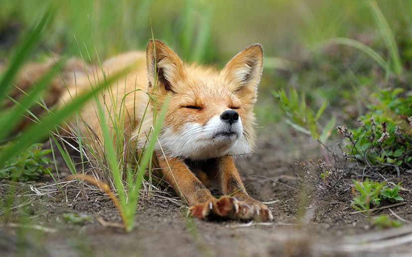 22 Photos Will Make You Fall In Love With Foxes  4