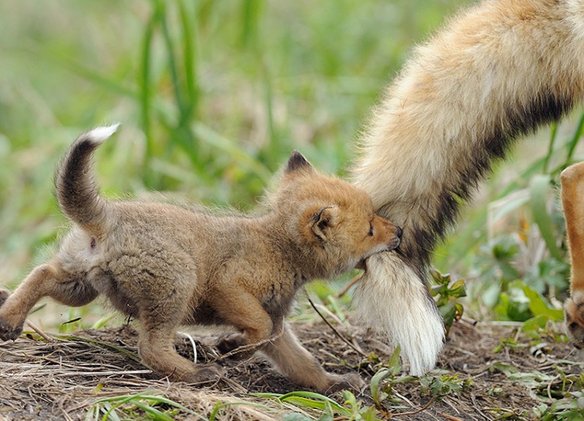 22 Photos Will Make You Fall In Love With Foxes  7
