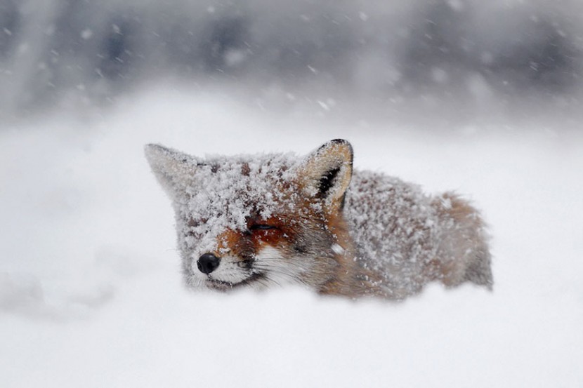 22 Photos Will Make You Fall In Love With Foxes  8