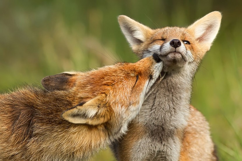 22 Photos Will Make You Fall In Love With Foxes  10