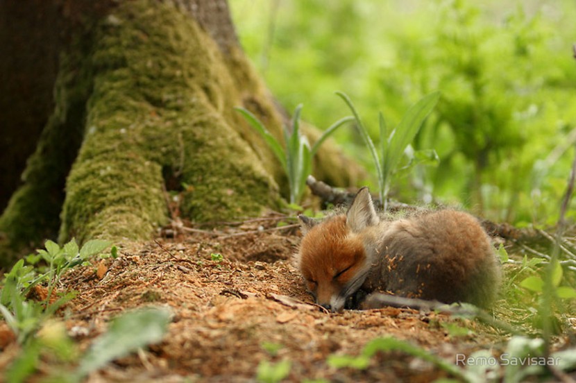 22 Photos Will Make You Fall In Love With Foxes  12