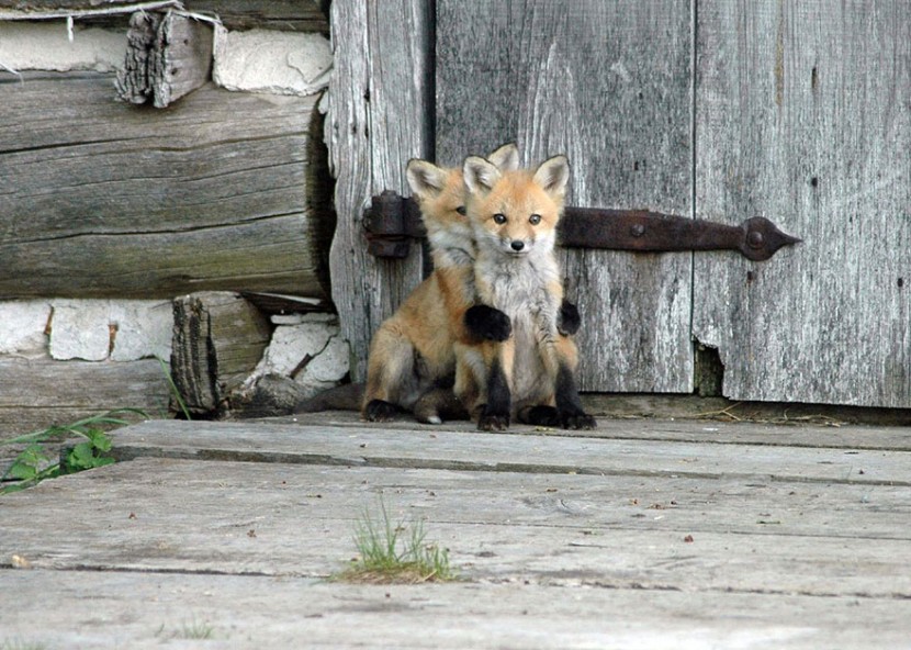 22 Photos Will Make You Fall In Love With Foxes  16