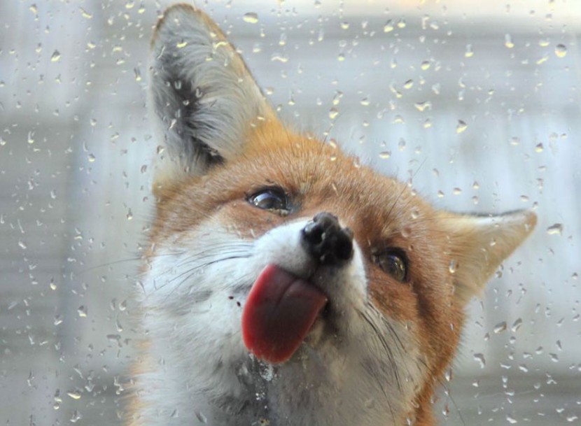 22 Photos Will Make You Fall In Love With Foxes  17