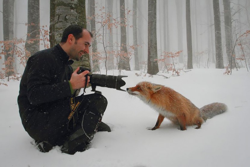 22 Photos Will Make You Fall In Love With Foxes  19