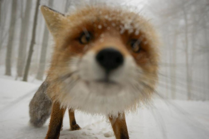 22 Photos Will Make You Fall In Love With Foxes  20