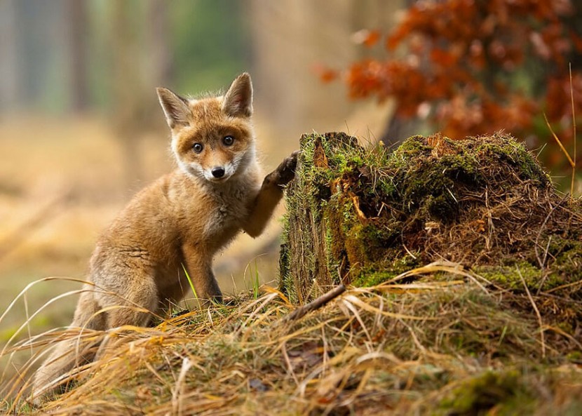 22 Photos Will Make You Fall In Love With Foxes  22