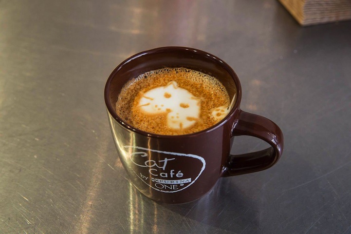 美國第一間貓咪Café開業啦！ 1