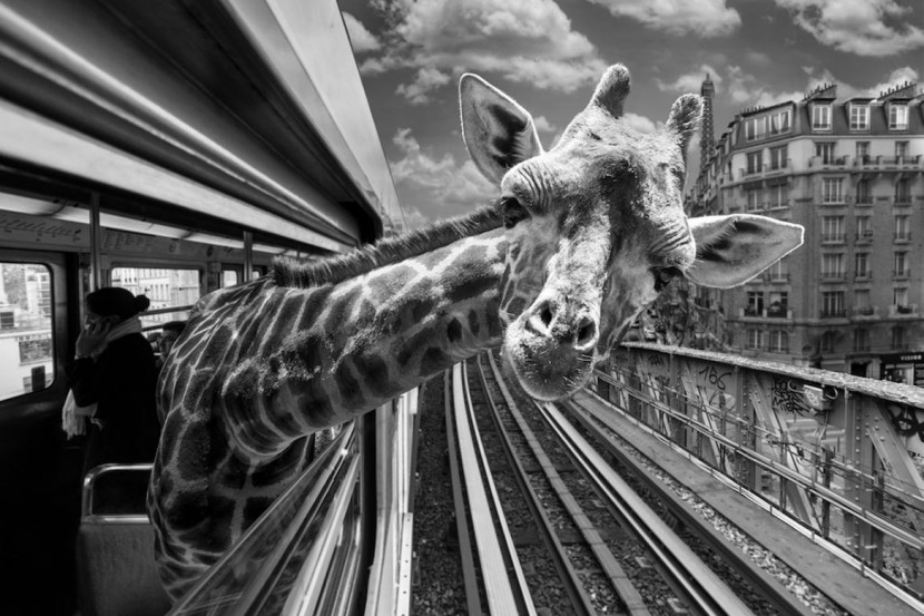 Amusing Photos Show What It Would Be Like If Animals Took The Paris Metro 1
