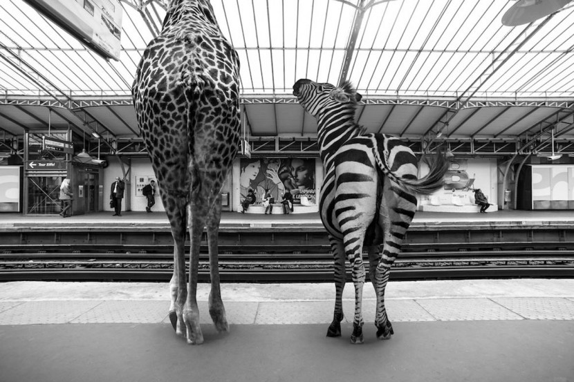 Amusing Photos Show What It Would Be Like If Animals Took The Paris Metro 2