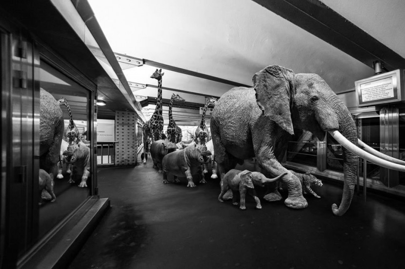 Amusing Photos Show What It Would Be Like If Animals Took The Paris Metro 3