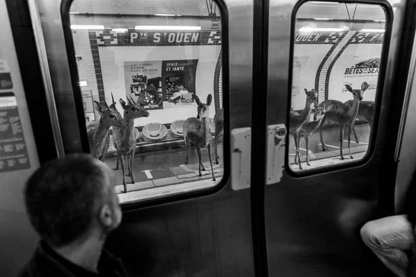 Amusing Photos Show What It Would Be Like If Animals Took The Paris Metro 4