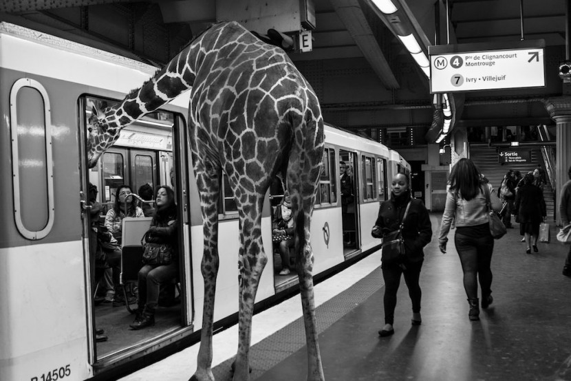 Amusing Photos Show What It Would Be Like If Animals Took The Paris Metro 5
