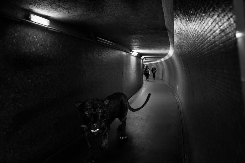 Amusing Photos Show What It Would Be Like If Animals Took The Paris Metro 6