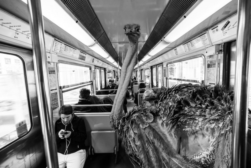 Amusing Photos Show What It Would Be Like If Animals Took The Paris Metro 8