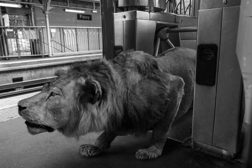 Amusing Photos Show What It Would Be Like If Animals Took The Paris Metro 9