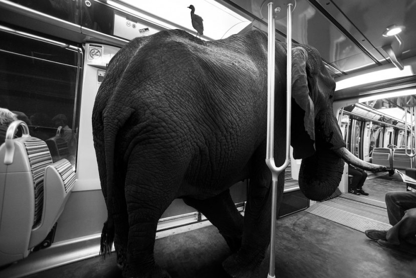 Amusing Photos Show What It Would Be Like If Animals Took The Paris Metro 11