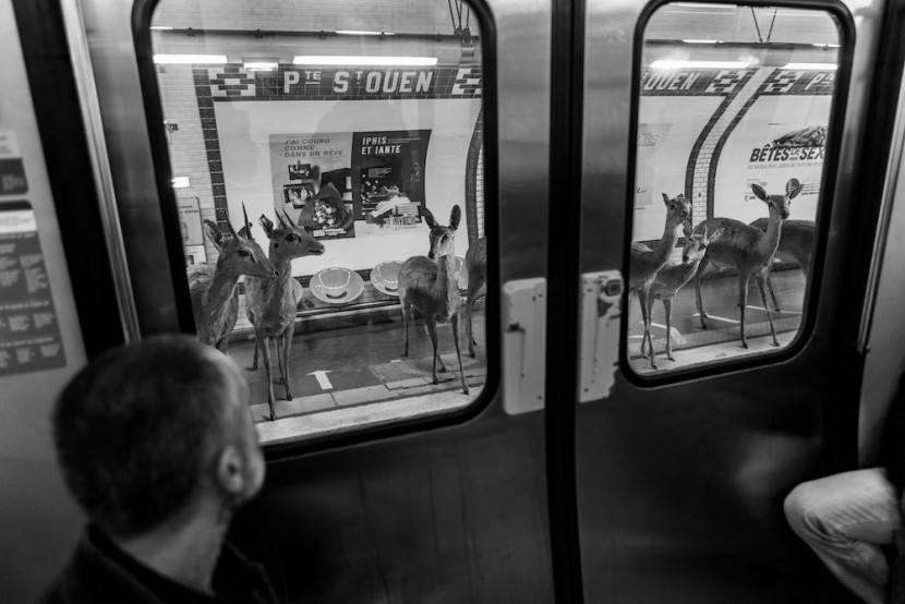 Amusing Photos Show What It Would Be Like If Animals Took The Paris Metro 13
