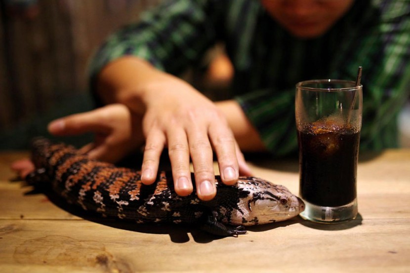 In Vietnam, A Pet Café That Houses Snakes, Iguanas & Other Exotic Creatures 6