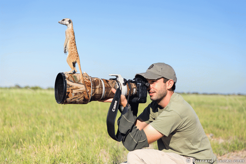 Photographer and Cute Meerkats 1