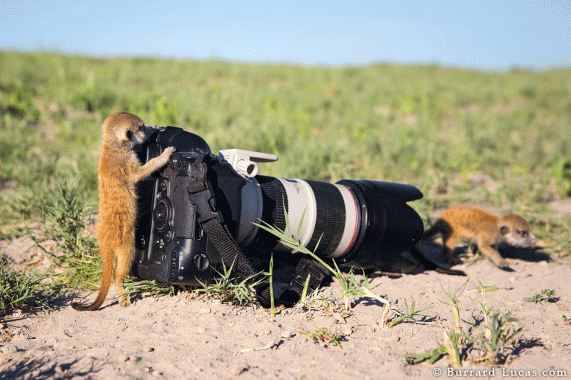 Photographer and Cute Meerkats 12