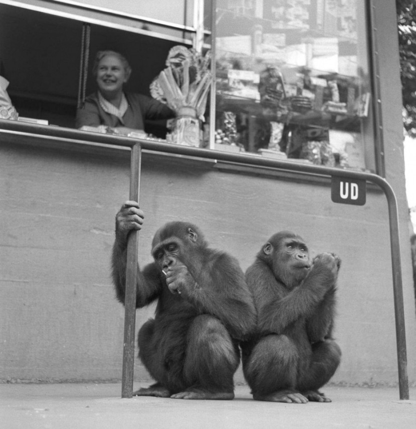 Photos Of The Copenhagen Zoo In 1955 3
