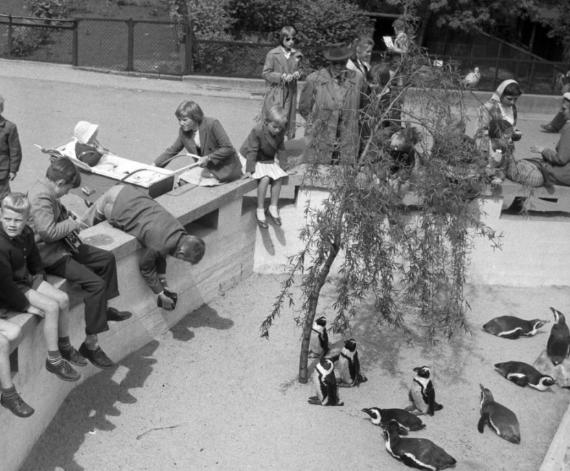 Photos Of The Copenhagen Zoo In 1955 10